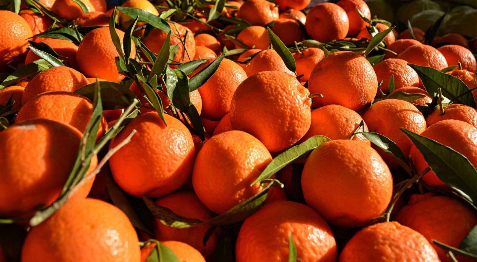 Fresh oranges and citrus
