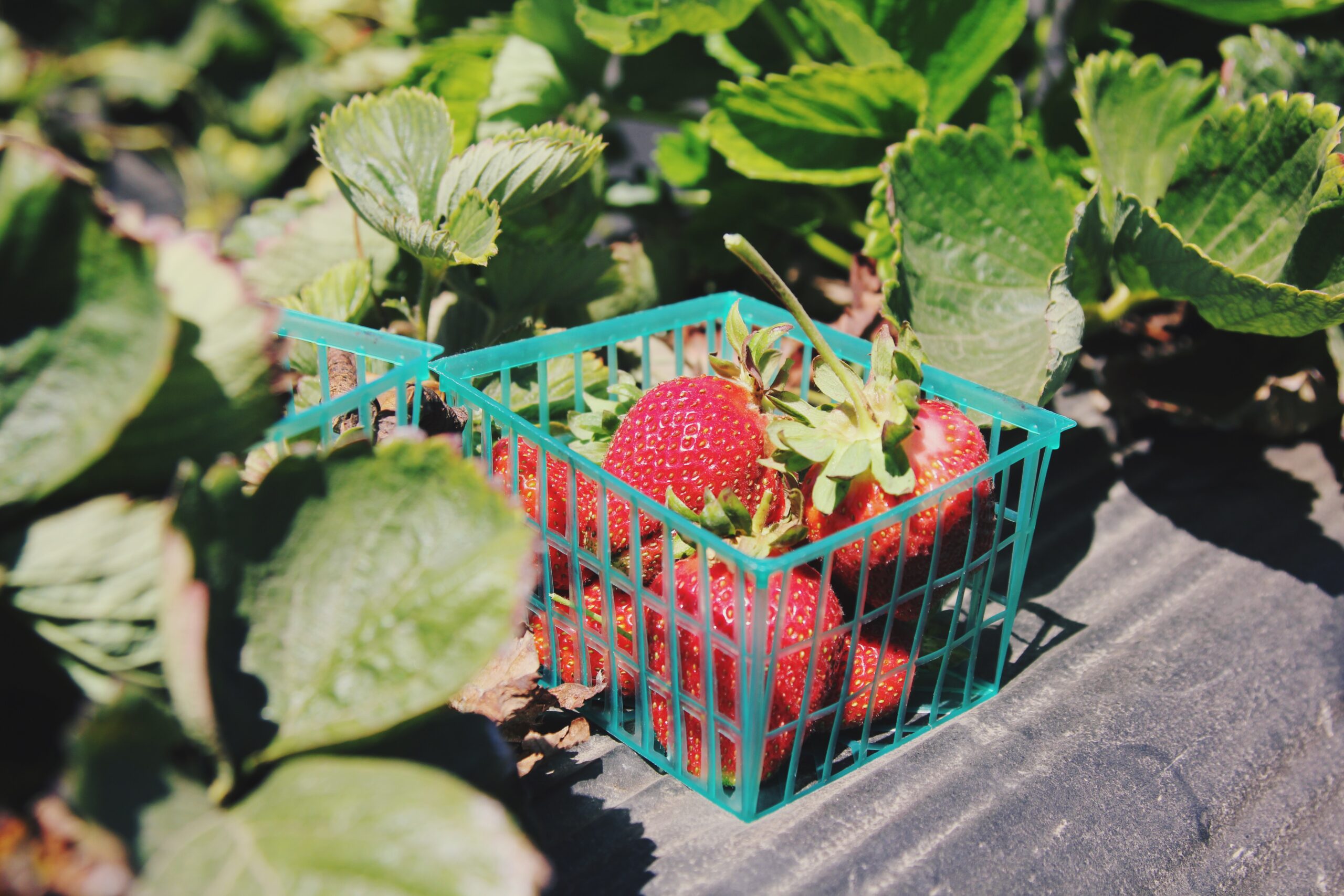 Strawberries in field