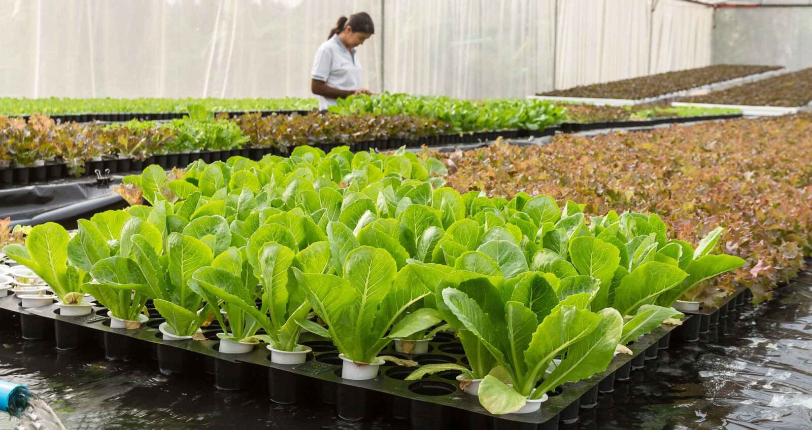 Hydroponic greenhouse operation